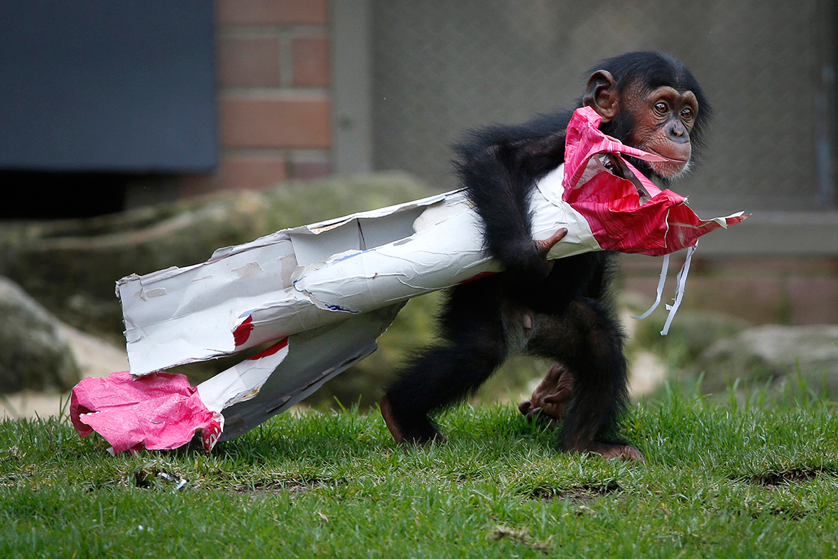 chimpanzee christmas present