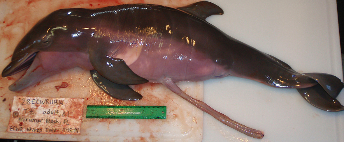 dolphin foetus