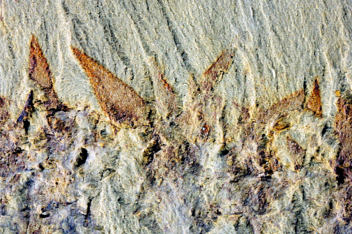 Nidelric pugio Nidelric pugio