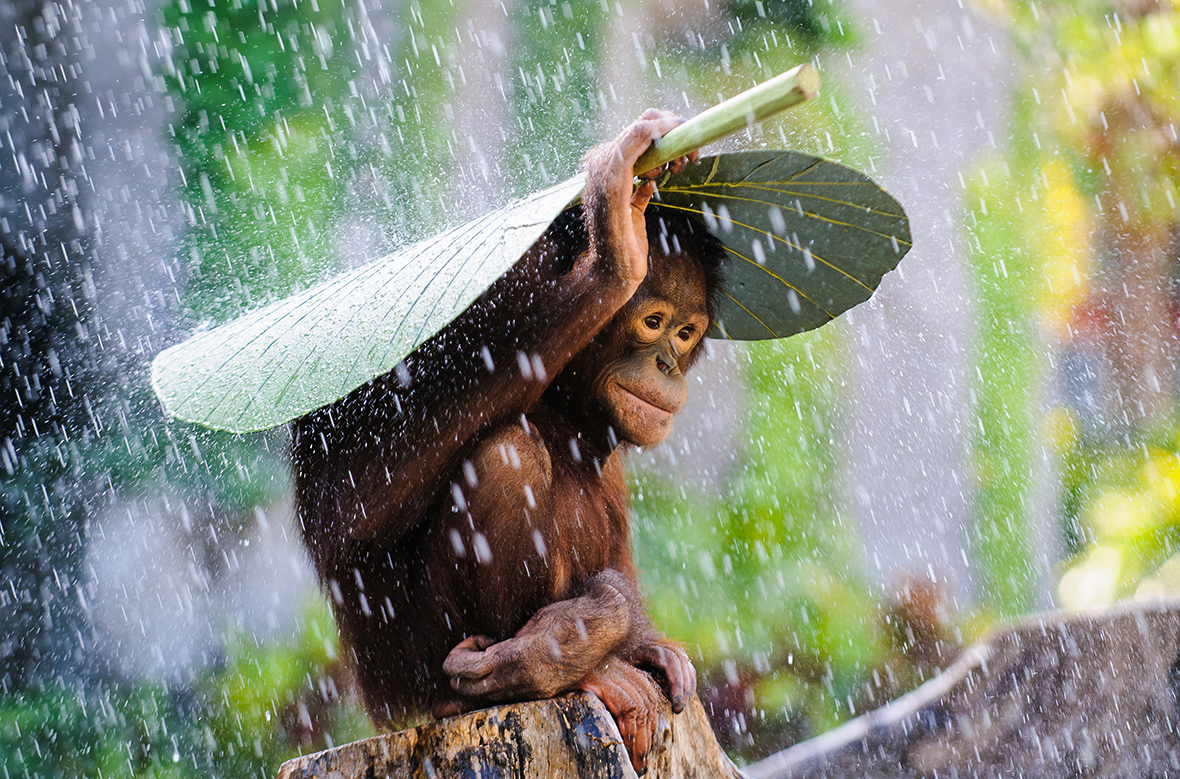 2015 Sony World Photography Awards orangutan rain andrew Suryono