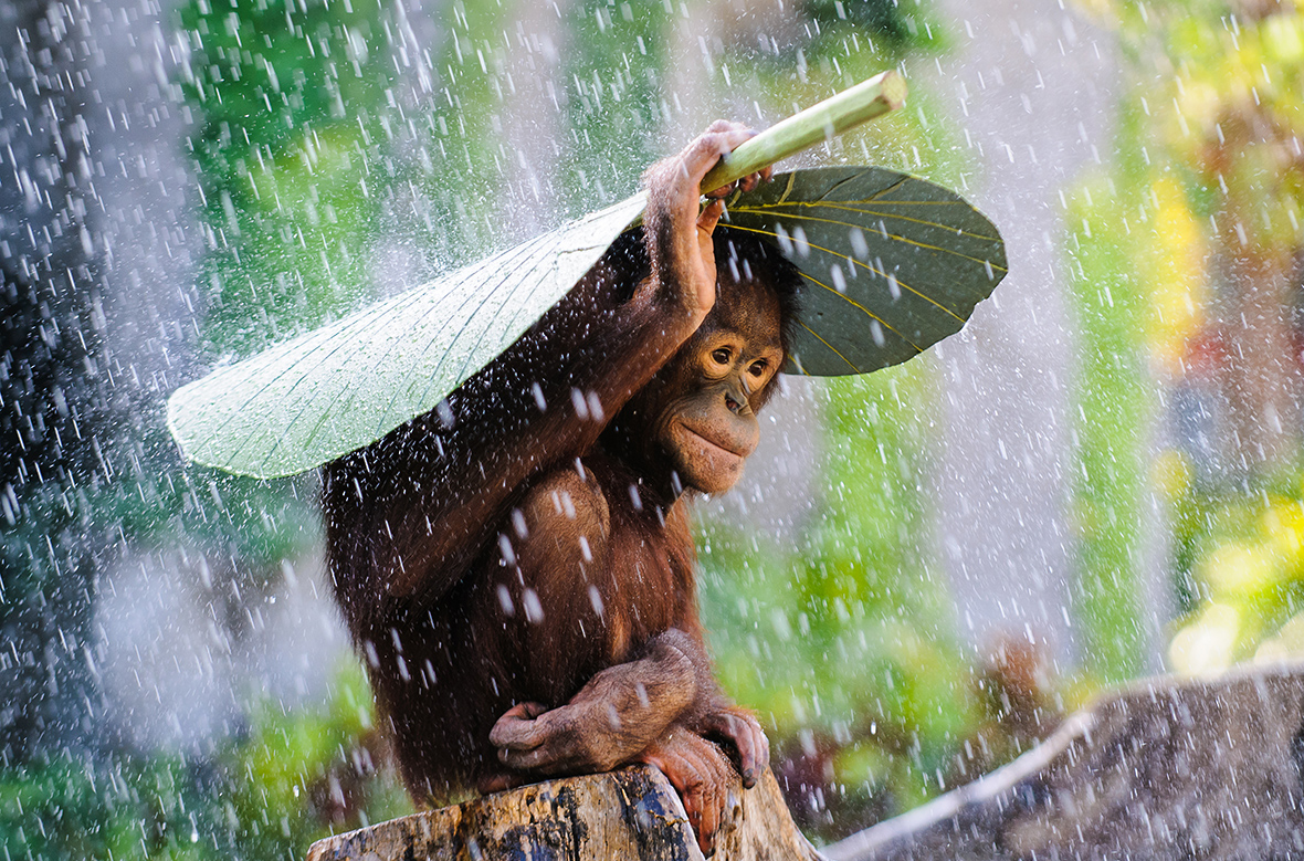 2015 Sony World Photography Awards: Beautiful wildlife and landscape images