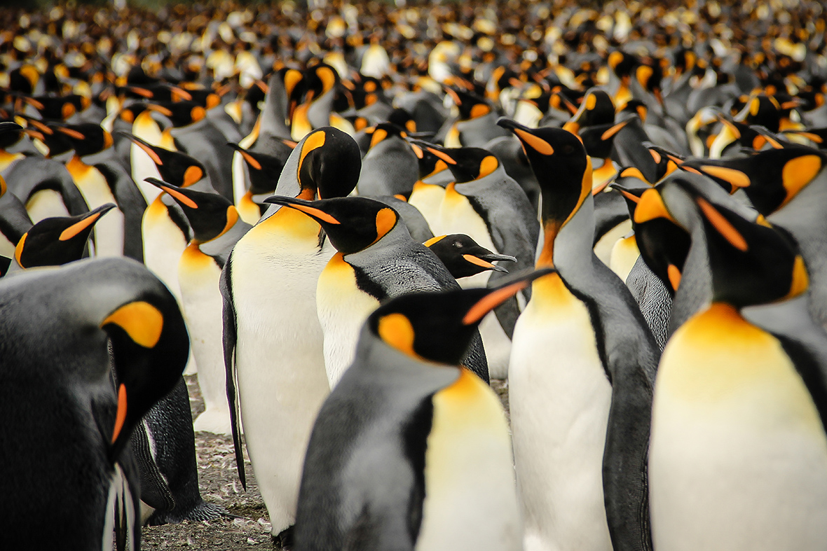 2015 Sony World Photography Awards Lisa Vaz king penguins