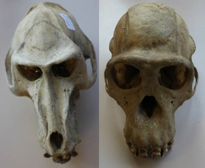 primate skulls