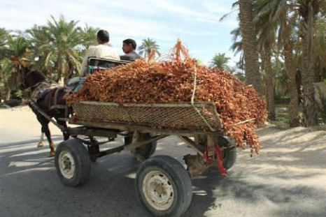 Algerian farmers transporting dates