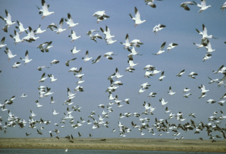 SNOWGEESE