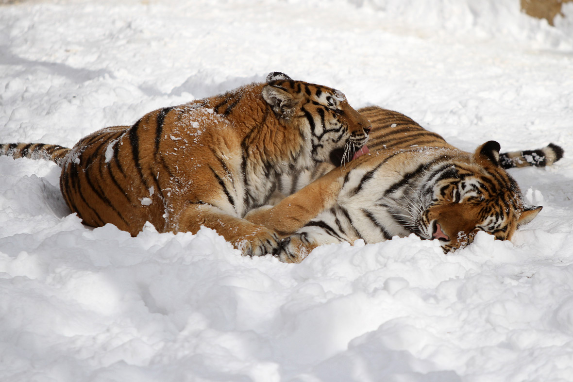 tigers snow