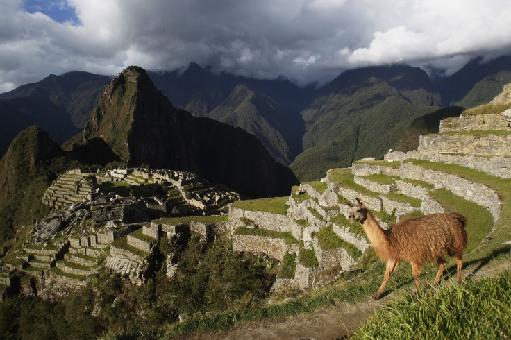 A llama is seen near the Inca citadel of Machu Picchu in Cusco, Peru. Machu Picchu, a UNESCO World Heritage Site, is Peru's top tourist attraction, with the government limiting tourists to 2,500 per day due to safety reasons and concerns over the preserv