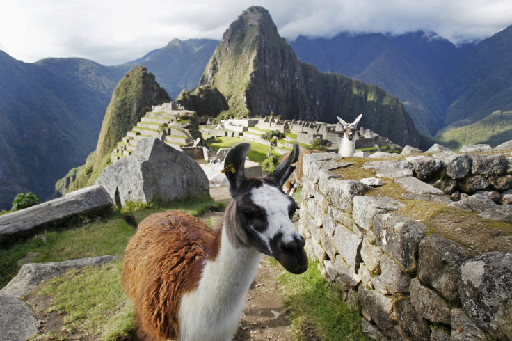 Llamas are seen in front of the Inca citadel of Machu Picchu in Cusco, Peru. Machu Picchu, a UNESCO World Heritage Site, is Peru's top tourist attraction, with the government limiting tourists to 2,500 per day due to safety reasons and concerns over the