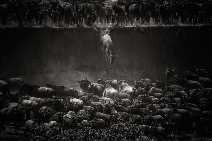 National Geographic Photo Contest 2014