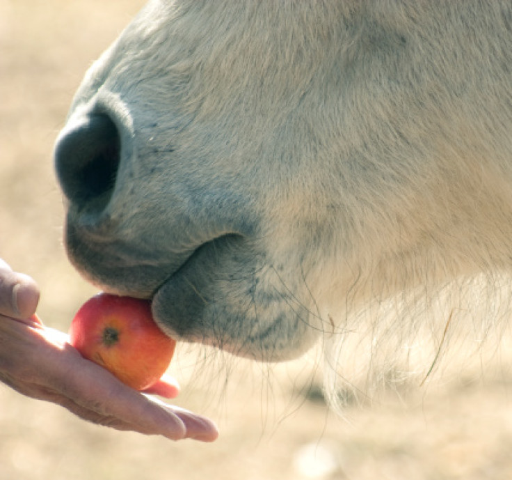 Pony being fed