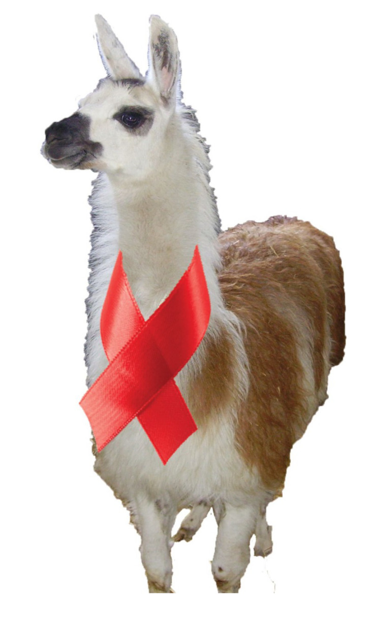 HIV llama