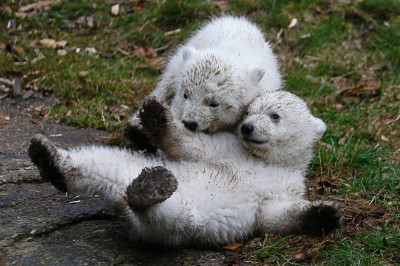 polar bear cubs