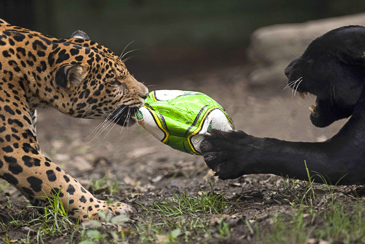 Animals review. Ягуар. Ягуар нападает. Ягуар и человек. Ягуар и пантера.