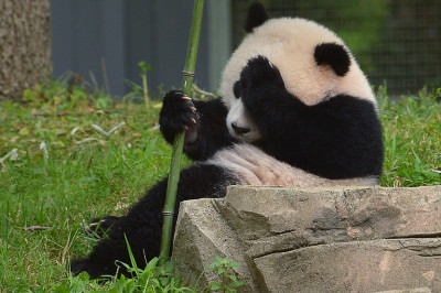 panda bamboo