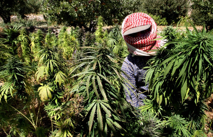 A marijuana farmer in Lebanon's Bekaa valley. (RAMZI HAIDAR/AFP/Getty Images)
