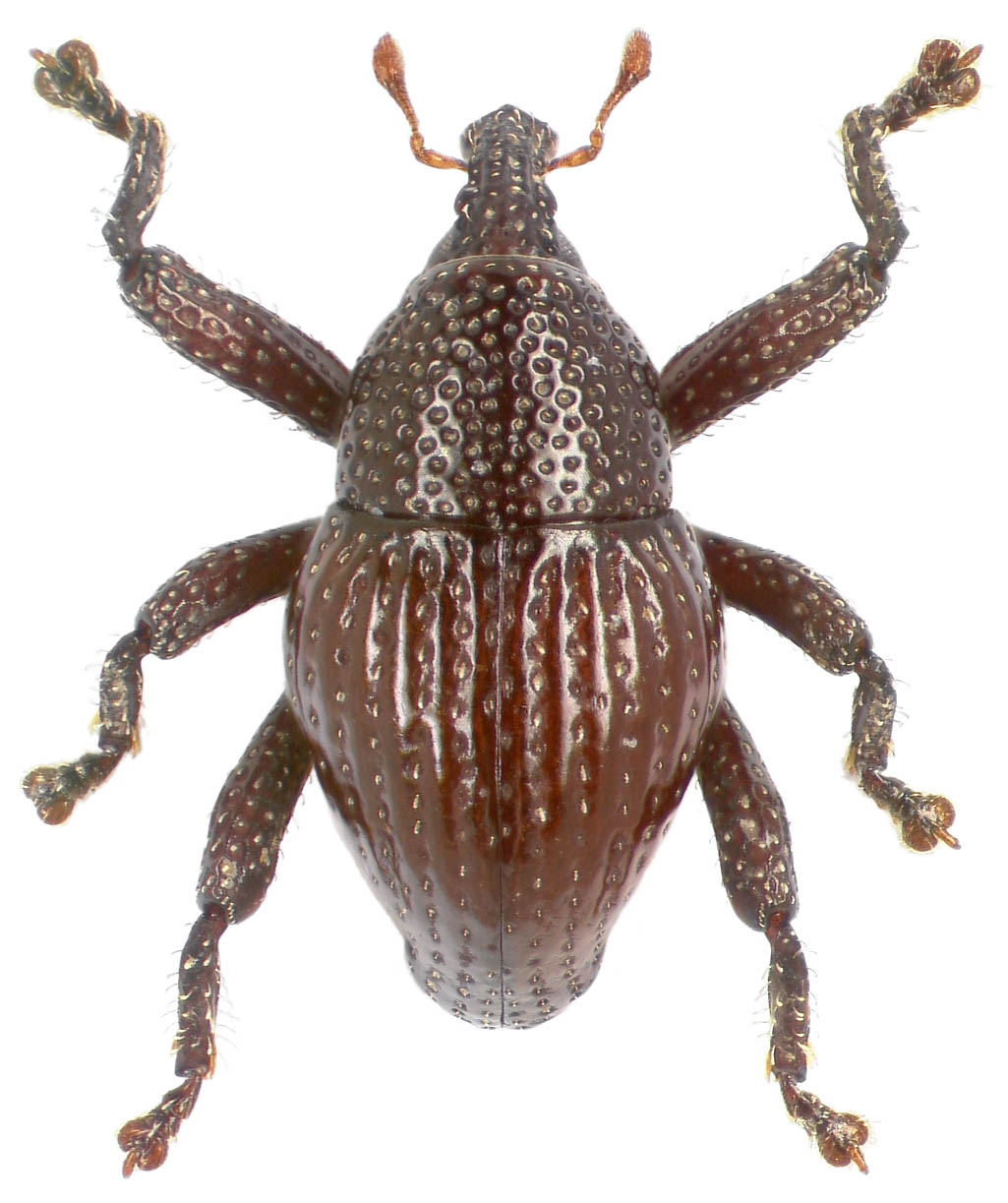 'David Attenborough' one of 98 new beetle species discovered in Indonesia