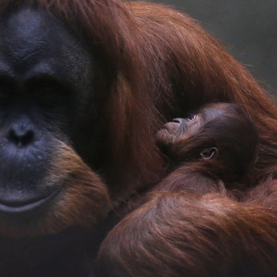 Sumatran orangutan Argentina Zoo Freed Habeas Corpus