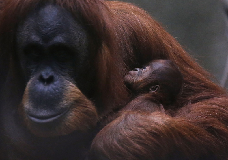 Sumatran orangutan Argentina Zoo Freed Habeas Corpus