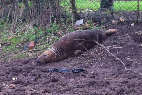 Seal found in Merseyside field