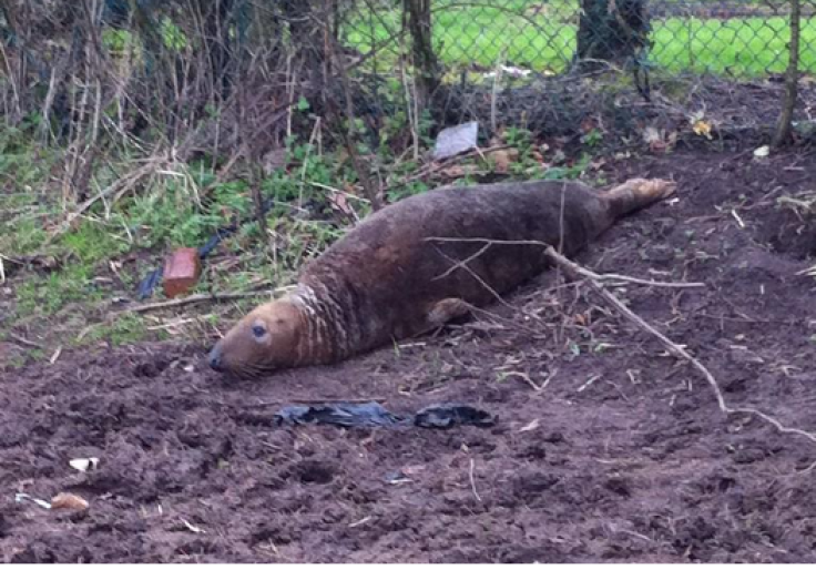 Seal found in Merseyside field