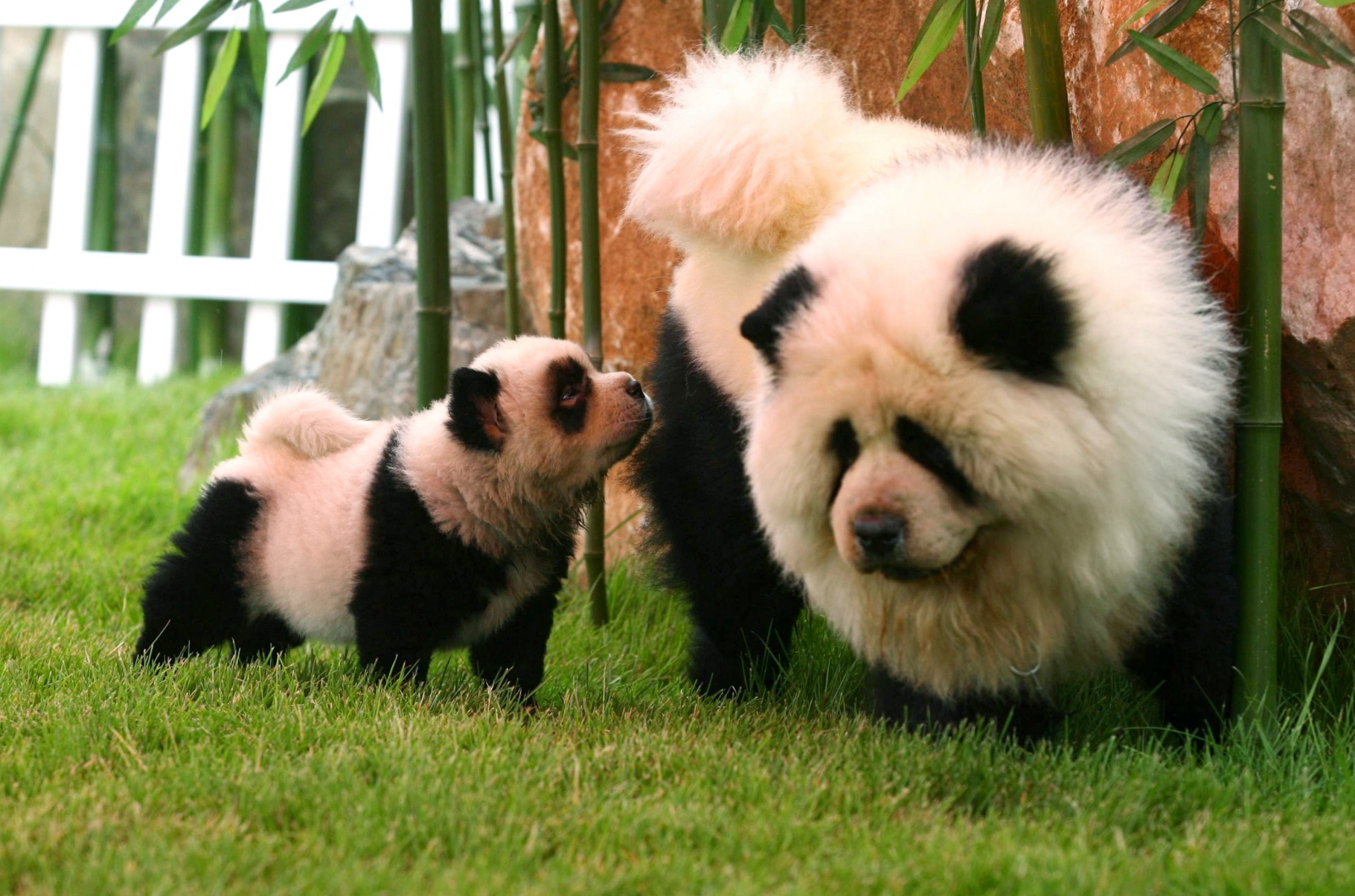 Chow Chow dogs  pandas Circus