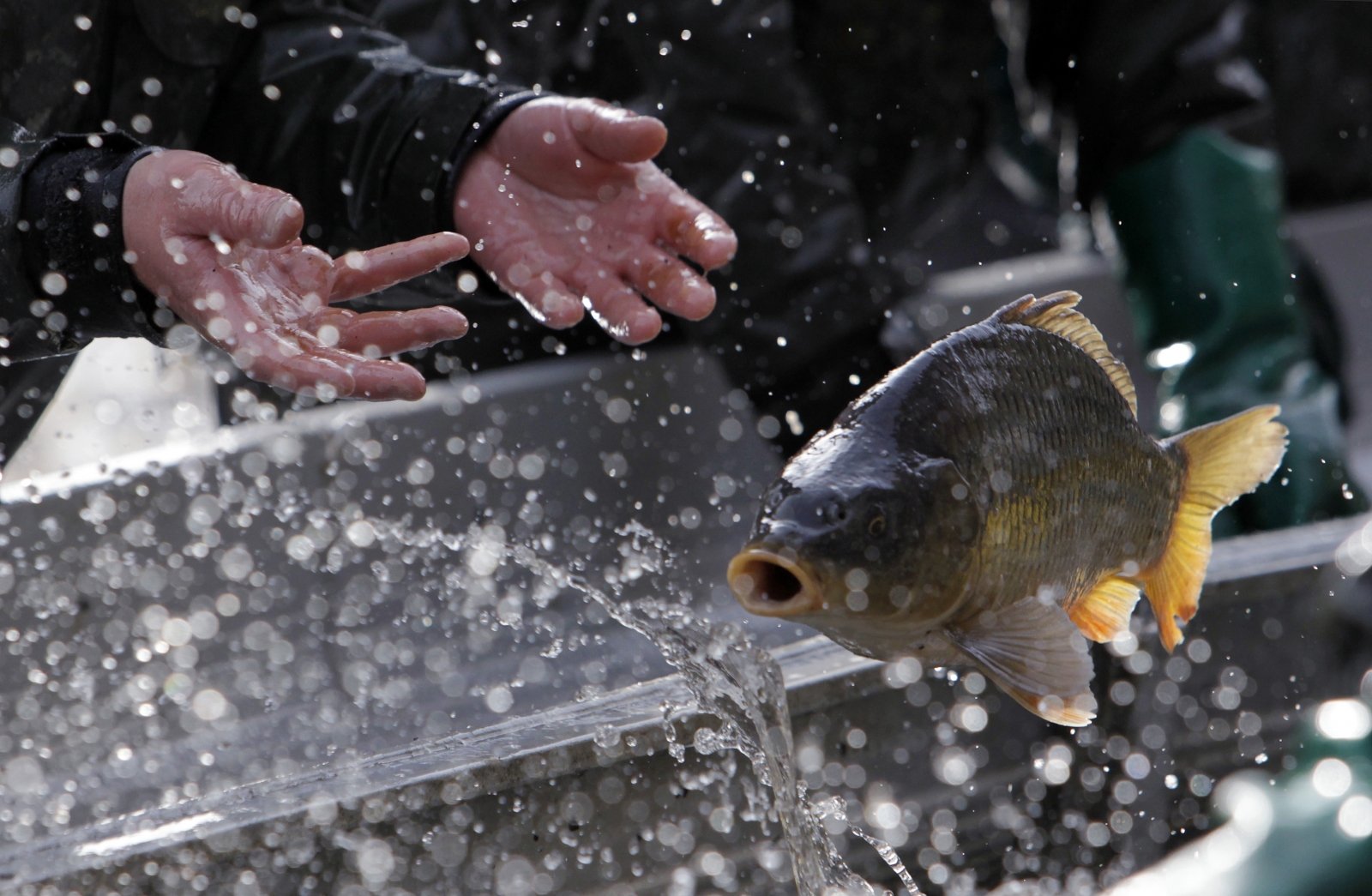 Christmas Dinner: Fish swims in bathtub for days before being eaten in