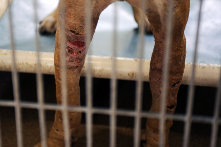Dog seized by authorities from a dog fighting ring in Florida. (reuters)