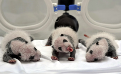 Animals of 2014 - Panda Triplets
