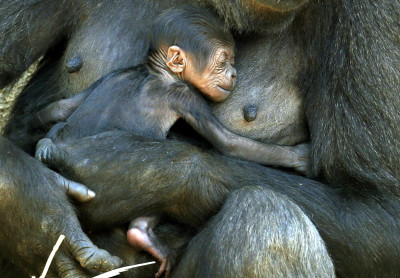 Animals of 2014 - Gorilla baby