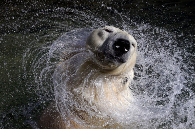 Animals of 2014 - Polar bear