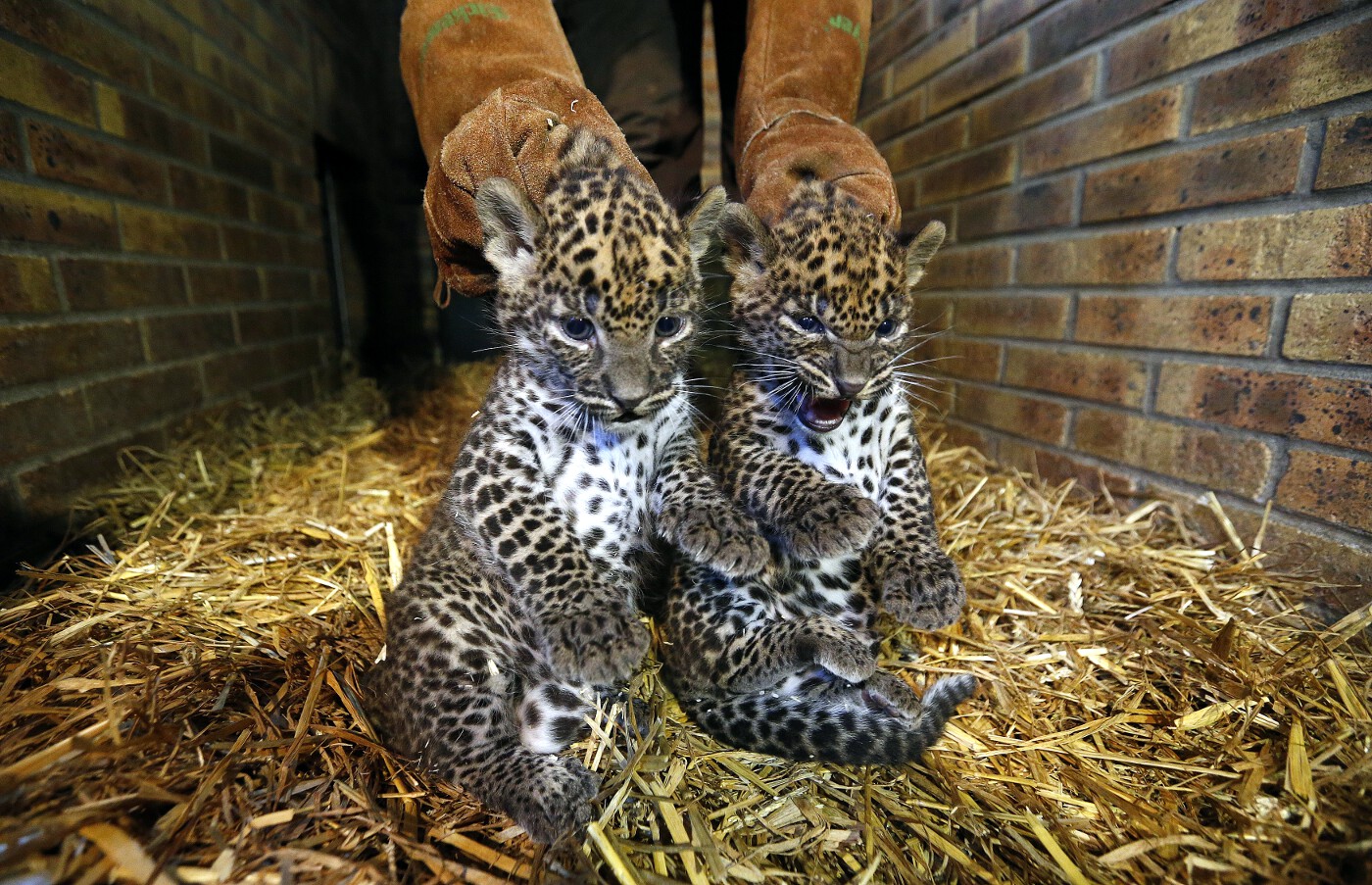 Animals of 2014 - Leopard cubs