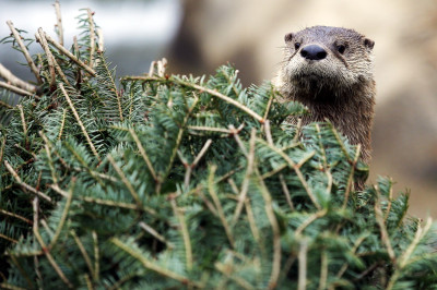 Animals of 2014 - River otter