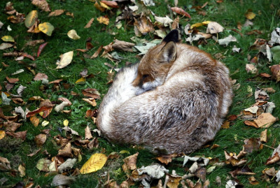 Animals of 2014 - Sleeping urban fox