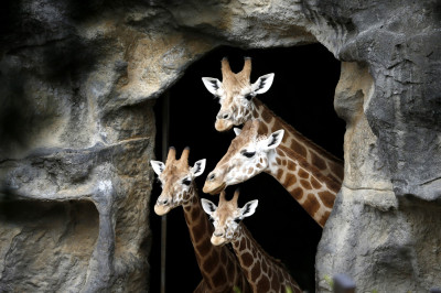 Animals of 2014 - Giraffe family