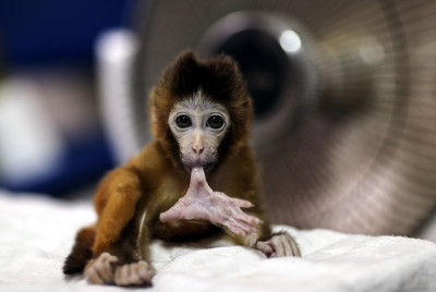 Animals of 2014 - Baby Macaque