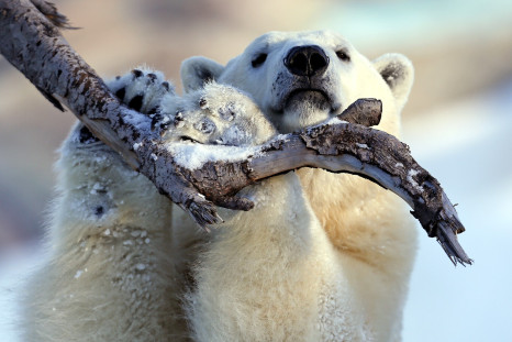 Animals of 2014 - Polar bear in Quebec