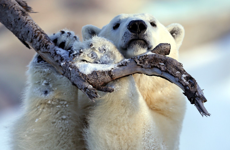 Animals of 2014 - Polar bear in Quebec