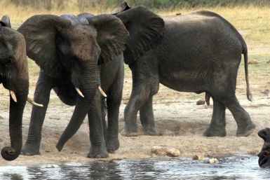 Animals of 2014 - Elephants and hippo