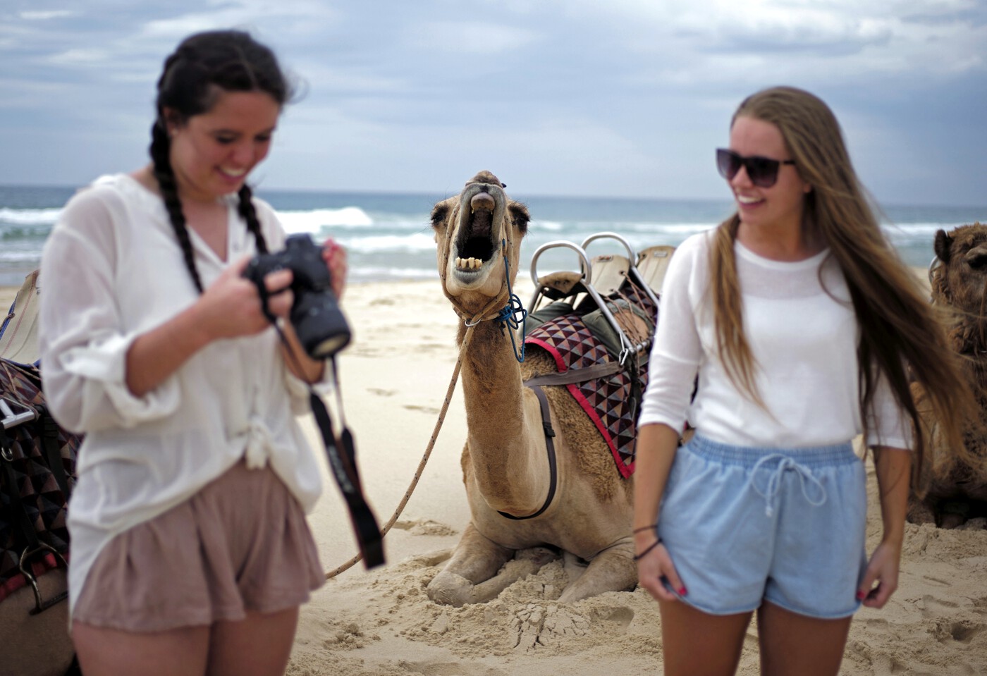 Animals of 2014 - Camel photobomb