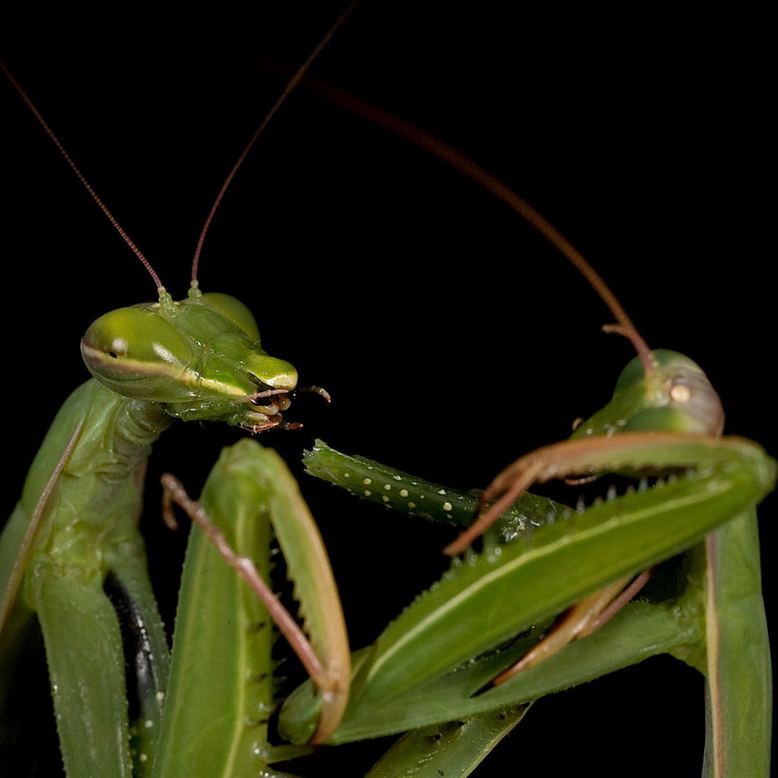 12 Inch Mantis Praying Mantis Eating Mate