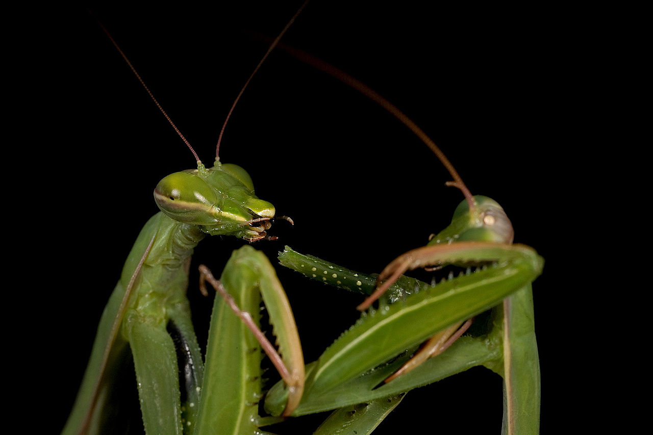 Why do female praying mantis eat males after sex? Scientists uncover fertility benefits