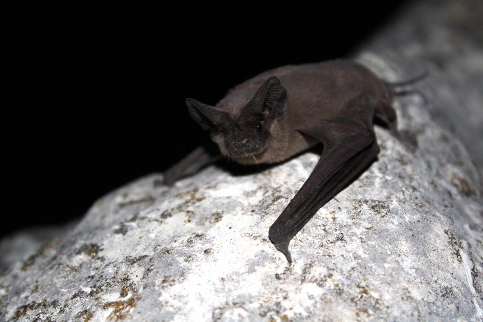 Ebola: Children playing near free-tailed bat nest caused worst outbreak in history