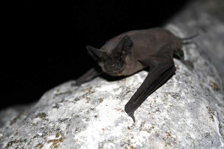 free-tailed bats