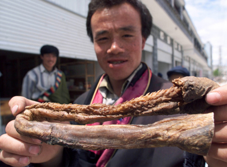 Tiger penis Xu China chinese traditional medicine