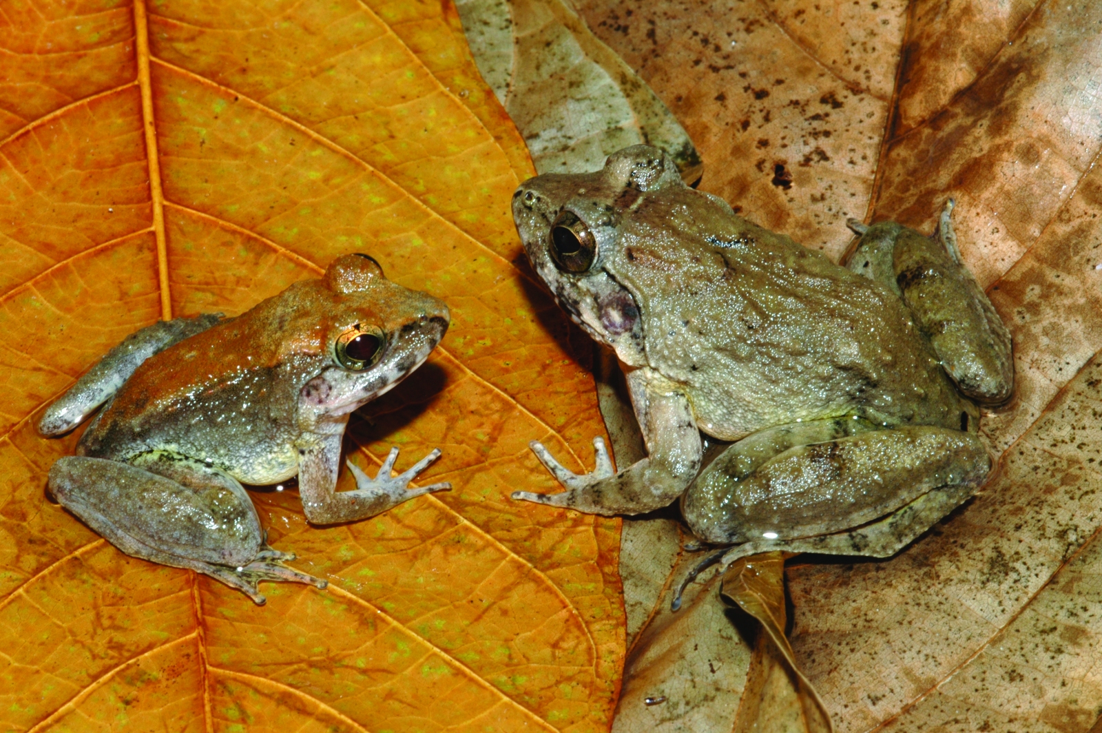 Frog That Gives Birth To Live Tadpoles Discovered In Sulawesi IBTimes UK