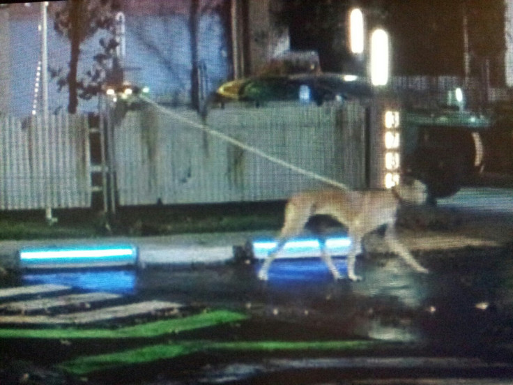 A helicopter drone can walk dogs in 2015