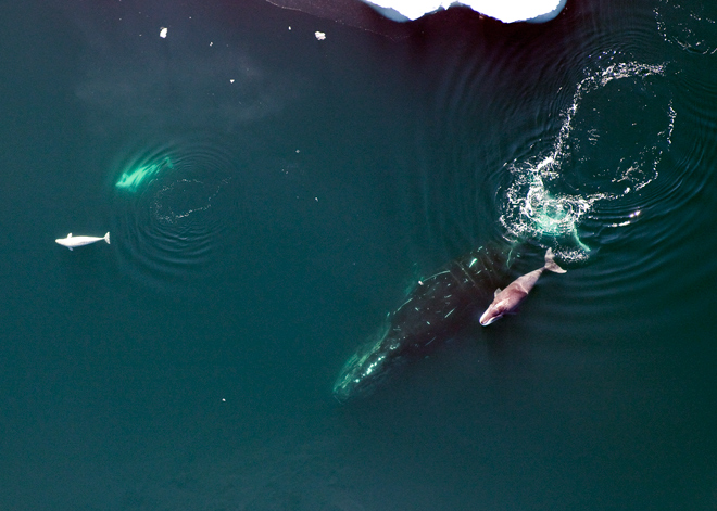 Discovery of Bowhead whale genes offer hope of extending human life