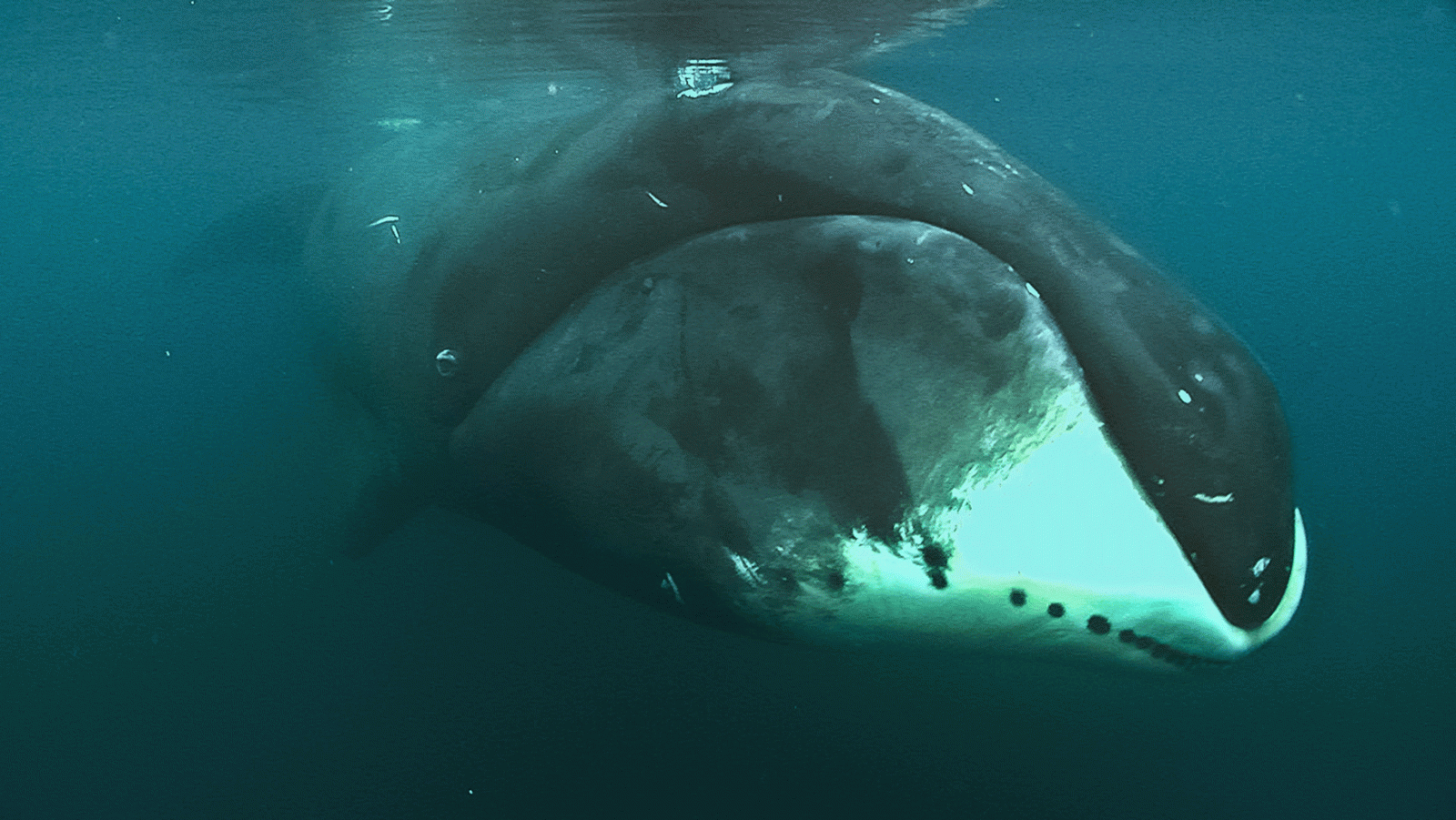 Шерсть у китообразных. Гренландский Полярный кит. Гренландский кит долгожитель. Гладкий Гренландский кит. Китовый ус гренландского кита.