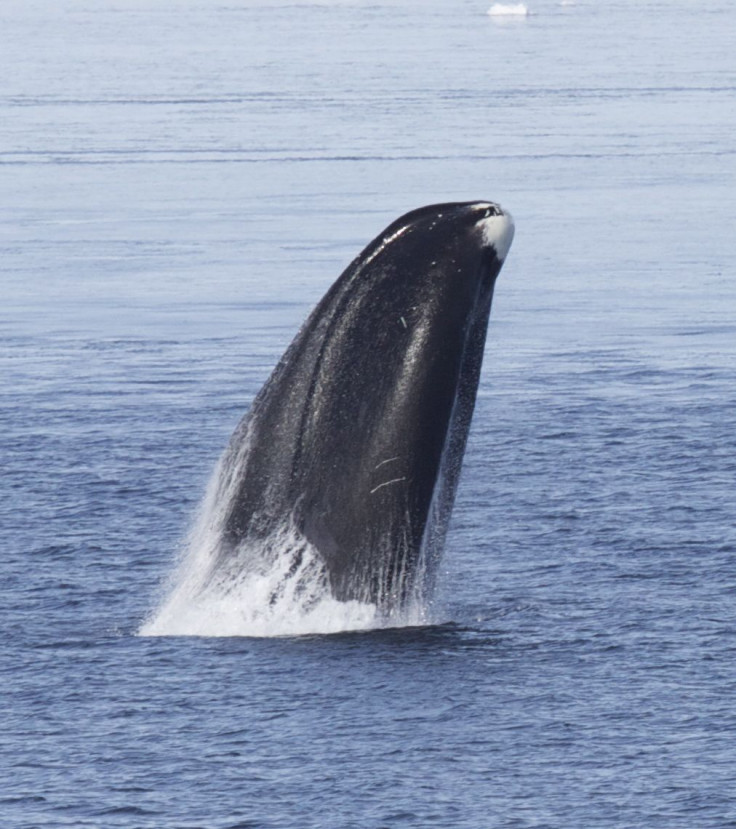 bowhead whale