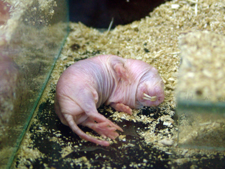 naked molerat